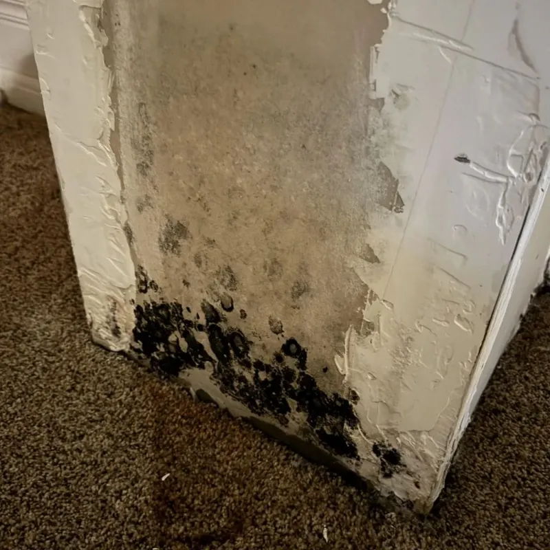 Professional Mold Removal in Metamora, IL